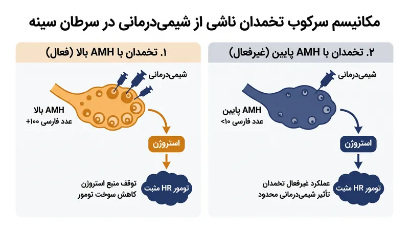 مزیت اصلی شیمیدرمانی در زنان جوانتر احتمالاً ناشی از توقف عملکرد تخمدانها و قطع منبع استروژن تومور است.