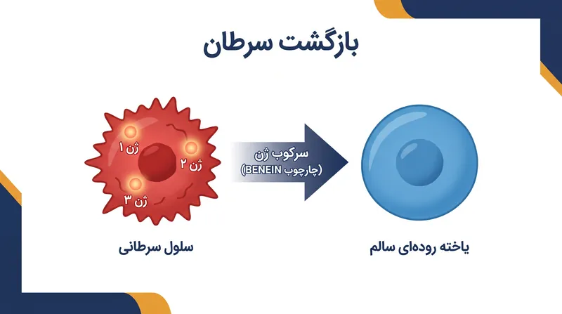 چارچوب BENEIN با سرکوب سه ژن تنظیم‌کننده اصلی، سلول‌های سرطان روده بزرگ را وادار می‌کند تا به سلول‌های طبیعی روده بازگردند.