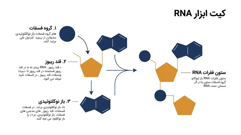 کشف ریبوز، کیت ابزار شیمیایی سهبخشی مورد نیاز برای ساخت RNA را کامل میکند.