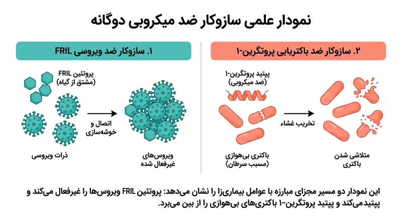 آدامس از پروتئین‌های FRIL برای خوشه‌سازی ویروس‌ها و از پپتیدهای پروتگرین-۱ برای از بین بردن باکتری‌های مسبب سرطان استفاده می‌کند.
