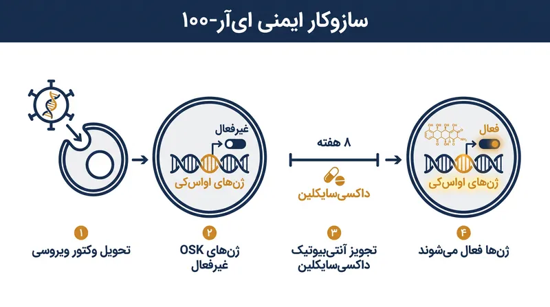 ژن‌های جوان‌کننده توسط یک سوئیچ ایمنی کنترل می‌شوند که برای فعال‌سازی نیاز به آنتی‌بیوتیک دارد.