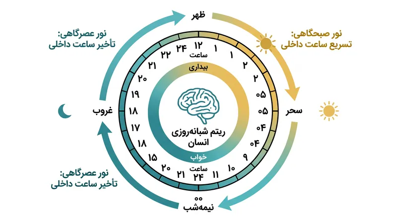 از آنجایی که ساعت زیستی ذاتی انسان کمی طولانیتر از ۲۴ ساعت است، برای تنظیم مجدد و تسریع چرخه به نور صبحگاهی متکی است.