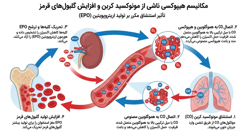 نحوه تحریک تولید گلبول قرمز از طریق ایجاد هیپوکسی مصنوعی با استنشاق مکرر مونوکسید کربن.