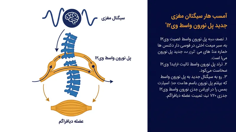 نحوه عملکرد نورون‌های واسط وی۲ا (V2a) مهندسی‌شده به عنوان کابل‌های کمکی زیستی برای پل زدن مسیرهای عصبی قطع‌شده.