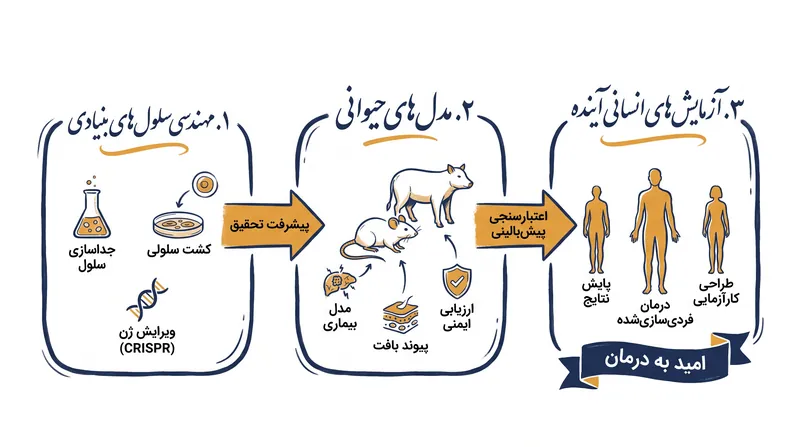 مسیر طولانی پیش رو: تبدیل پیشرفت‌های سلولی به درمان‌های انسانی تأیید شده، نیازمند سال‌ها آزمایش ایمنی دقیق است.