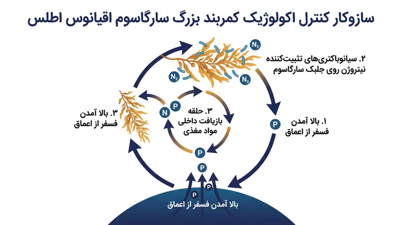 چگونه بالا آمدن آبهای عمیق و باکتریهای تثبیتکننده نیتروژن، یک چرخه غذایی خودپایدار برای جلبک سارگاسوم ایجاد میکنند.