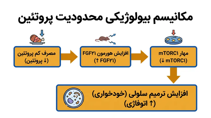 چگونه محدودیت پروتئین بدن را از وضعیت رشد پیوسته به وضعیت ترمیم و نگهداری سلولی تغییر میدهد.