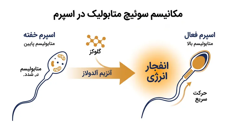 نحوه عملکرد آنزیم آلدولاز به عنوان سوئیچ متابولیک برای تقویت فوق‌العاده تحرک اسپرم.