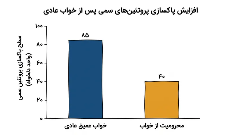 آزمایشهای انسانی اخیر نشان میدهند که خواب طبیعی به طور چشمگیری پاکسازی پروتئینهای سمی را به جریان خون، در مقایسه با کمبود خواب، افزایش میدهد.