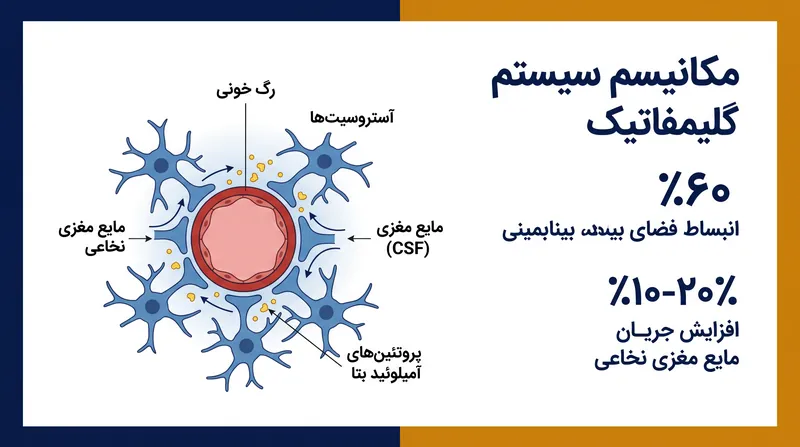 در طول خواب عمیق، فضای بینابینی مغز منبسط میشود و به مایع مغزی نخاعی اجازه میدهد تا مواد زائد متابولیک را شستشو دهد.