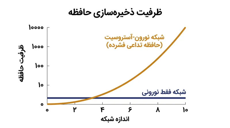 مدلهای ریاضی نشان میدهند که گنجاندن آستروسیتها در شبکههای عصبی، ظرفیت ذخیرهسازی حافظه نظری مغز را به صورت تصاعدی افزایش میدهد.