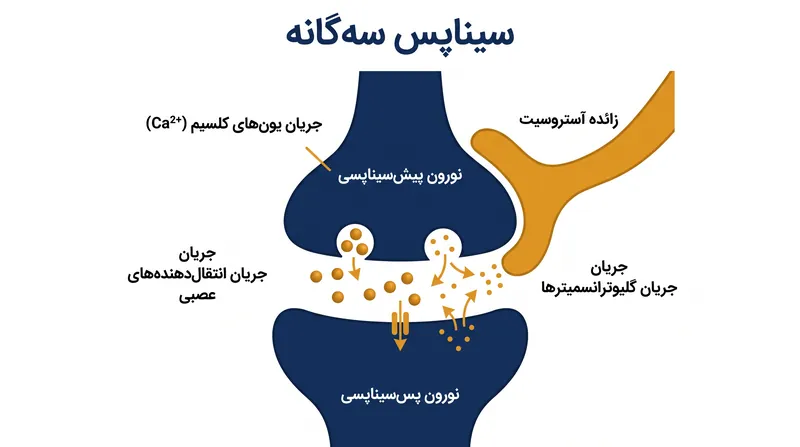 سیناپس سهگانه: آستروسیتها اطراف محل اتصالهای عصبی را میپوشانند، با تشخیص انتقالدهندههای عصبی و آزاد کردن سیگنالهای شیمیایی خود، اتصال را تعدیل میکنند.
