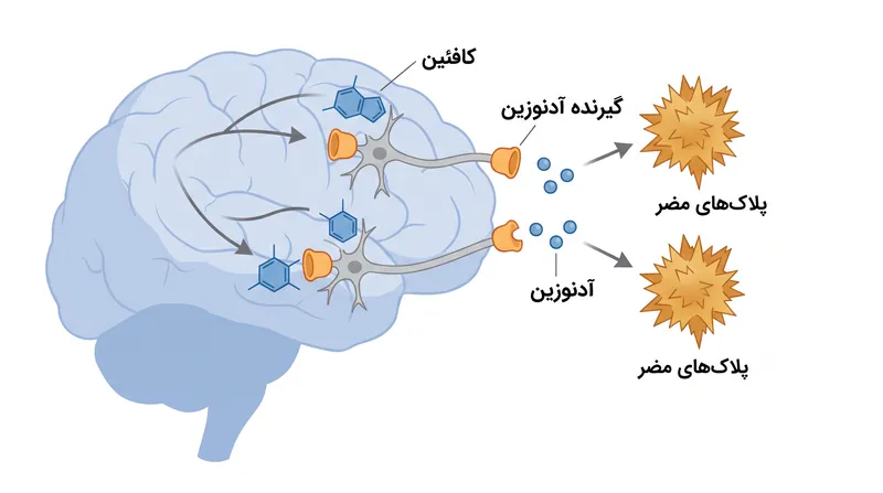 کافئین به طور فعال گیرنده‌های خاص مغز را مسدود می‌کند، سازوکاری که گمان می‌رود از آسیب سلولی منجر به زوال عقل جلوگیری می‌کند.