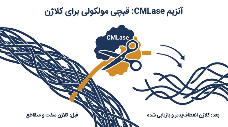 آنزیم CMLase طراحی‌شده توسط هوش مصنوعی مانند یک قیچی شیمیایی عمل می‌کند و پیوندهای سرسخت گلیکاسیون را می‌شکند.