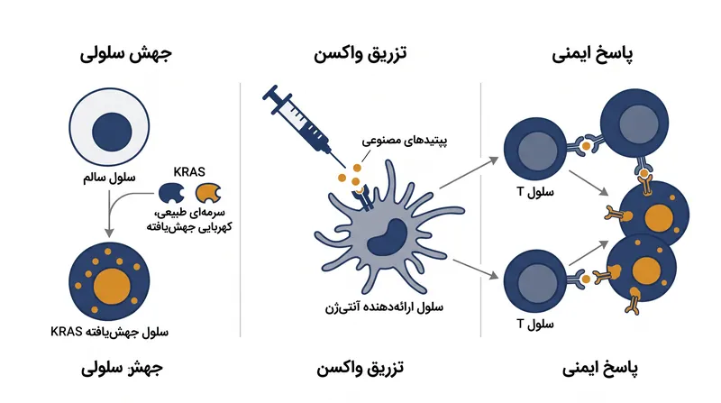 چگونه واکسن mKRAS-VAX سیستم ایمنی را برای شناسایی و حمله به سلول‌های پیش‌سرطانی آموزش می‌دهد.
