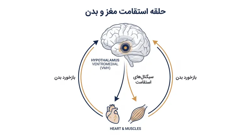 هیپوتالاموس ونترومدیال به عنوان کلید اصلی عمل میکند و تلاش فیزیکی را به سازگاری فیزیولوژیکی تبدیل مینماید.