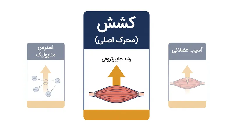 مدل بهروز شده هایپرتروفی عضلانی، کشش مکانیکی را بر هر چیز دیگری اولویت میدهد.