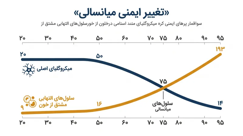 بین سنین ۵۰ تا ۷۵ سالگی، سلول‌های ایمنی محافظ اصلی مغز به طور پیوسته با سلول‌های التهابی که از جریان خون می‌آیند، جایگزین می‌شوند.