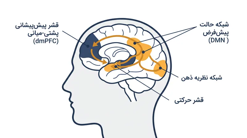 شبکههای عصبی فعال شده توسط خواندن داستان، همپوشانی زیادی با شبکههای مورد استفاده برای شناخت اجتماعی در دنیای واقعی دارند.