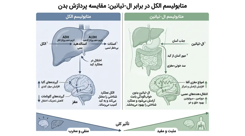 در حالی که اتانول به استالدهید سمی تجزیه میشود، مواد کاربردی با هدف تحریک آرامش بدون آسیب سلولی عمل میکنند.