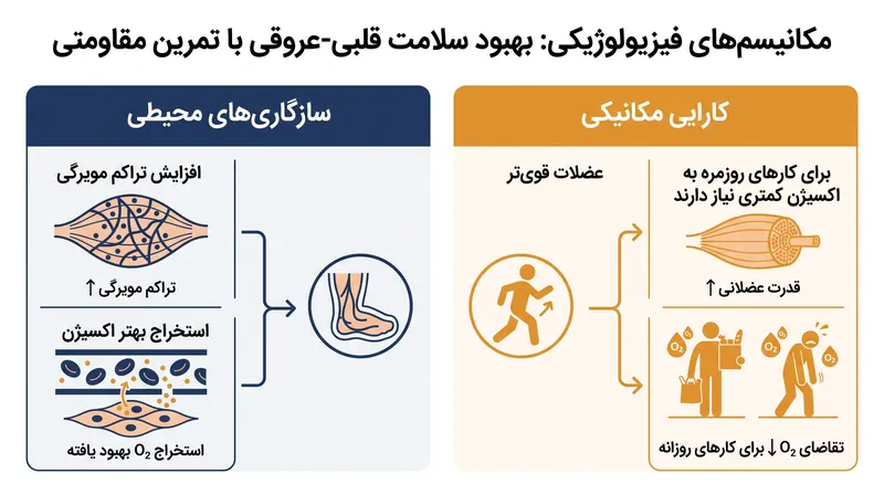 تمرین مقاومتی سلامت قلب را عمدتاً از طریق سازگاری‌های محیطی در بافت عضلانی و افزایش کارایی مکانیکی بهبود می‌بخشد.