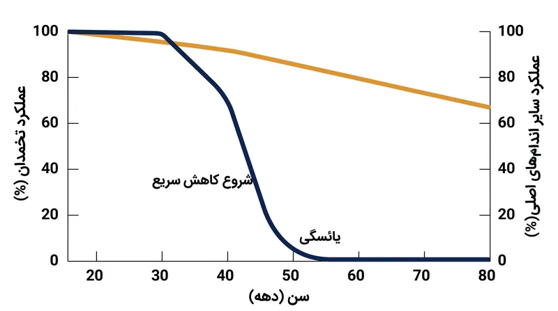 تخمدانها تقریباً با سرعتی دو برابر سایر بافتهای بدن انسان پیر میشوند و به عنوان یک ضربانساز بیولوژیکی برای زوال سیستمی عمل میکنند.