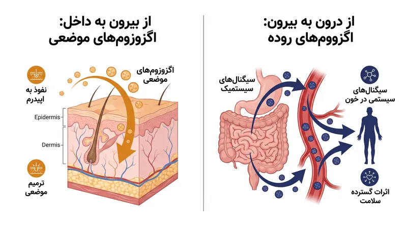 تغییر پارادایم از ترمیم سطح موضعی به جوانسازی داخلی سیستمیک.