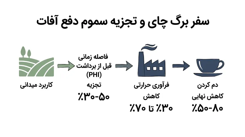 عوامل طبیعی و فرآوری با دمای بالا، بخش عمده‌ای از باقیمانده‌های شیمیایی را قبل از رسیدن چای به فنجان تجزیه می‌کنند.