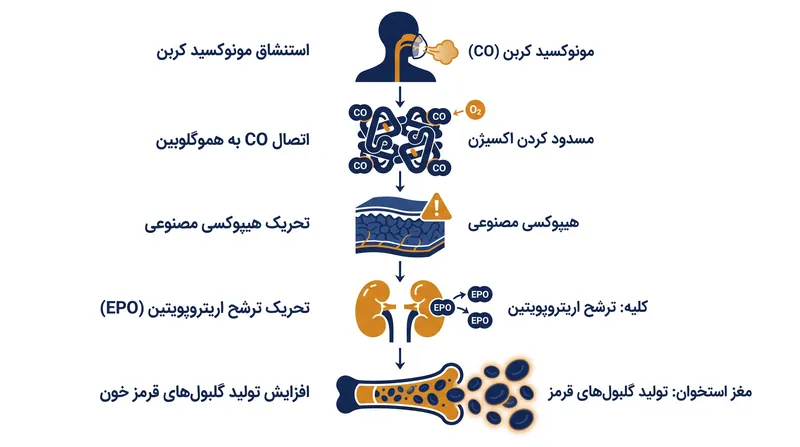 چگونه استنشاق مکرر مونوکسید کربن به طور مصنوعی اثرات فیزیولوژیکی تمرین در ارتفاعات را شبیه‌سازی می‌کند.