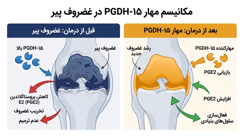 مسدود کردن ژروزیم ۱۵-PGDH ترمزهای بیولوژیکی را که مانع ترمیم غضروف پیر می‌شوند، برمی‌دارد.