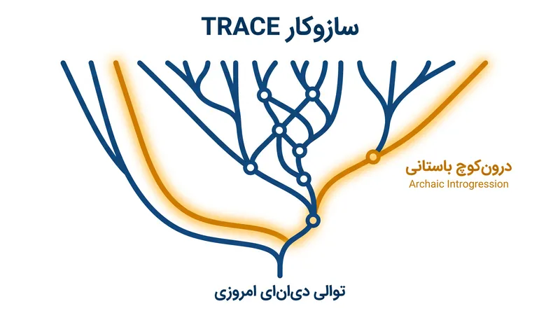 نحوهٔ شناسایی دی‌ان‌ای باستانی توسط TRACE با جستجوی شاخه‌های تبارشناسی غیرمعمولاً عمیق در ژنوم‌های امروزی.