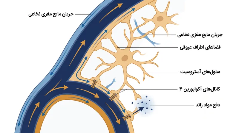 سیستم گلیمفاتیک به عنوان سیستم لوله‌کشی مغز عمل می‌کند و مواد زائد متابولیکی را شستشو می‌دهد.