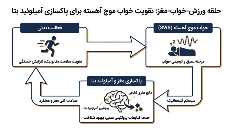 ورزش یک حلقه بازخورد مثبت ایجاد می‌کند که خواب عمیق و پاکسازی مغز را تقویت می‌کند.