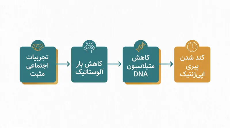 چگونه تجربیات اجتماعی از طریق کاهش بار آلوستاتیک به سلامت سلولی تبدیل می‌شوند.