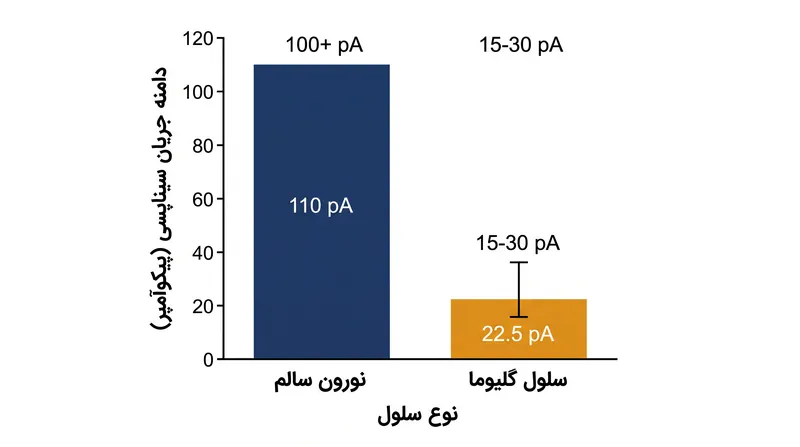 سیناپس‌های تومور با کسری از دامنه الکتریکی نورون‌های سالم کار می‌کنند و سیگنال‌های رشد پایدار را بر اوج‌های شناختی با ولتاژ بالا ترجیح می‌دهند.