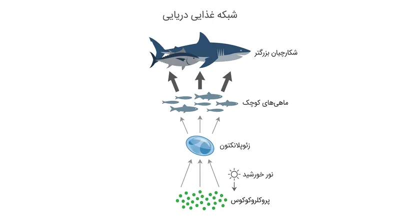 به عنوان پایه شبکه غذایی دریایی گرمسیری، کاهش پروکلروکوکوس زیست‌توده ماهی و امنیت غذایی ساحلی را تهدید می‌کند.
