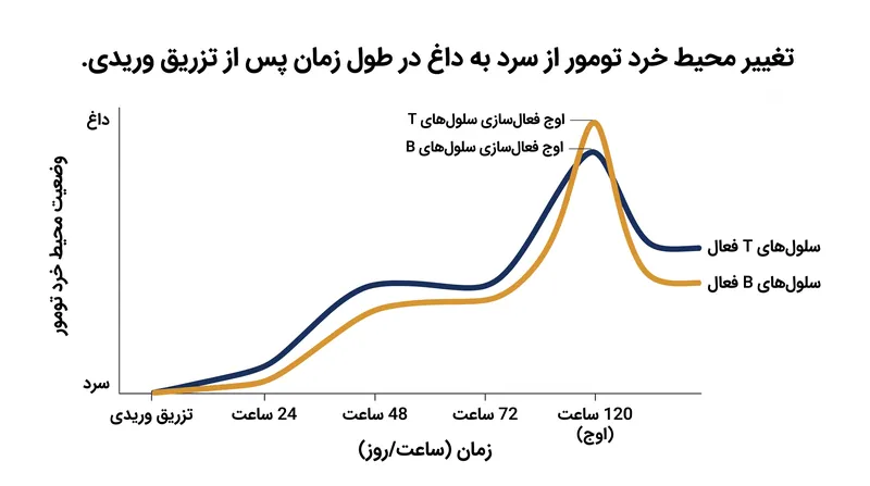 این درمان هدفمند به سرعت حضور سلول‌های ایمنی مبارزه‌کننده با سرطان را در داخل تومور افزایش می‌دهد.
