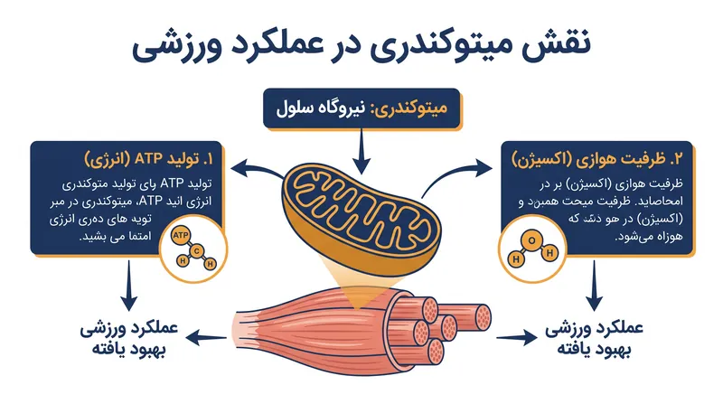 میتوکندری‌ها به عنوان نیروگاه‌های سلول عمل می‌کنند و آن‌ها را به یک هدف نظری برای افزایش استقامت تبدیل می‌کند.