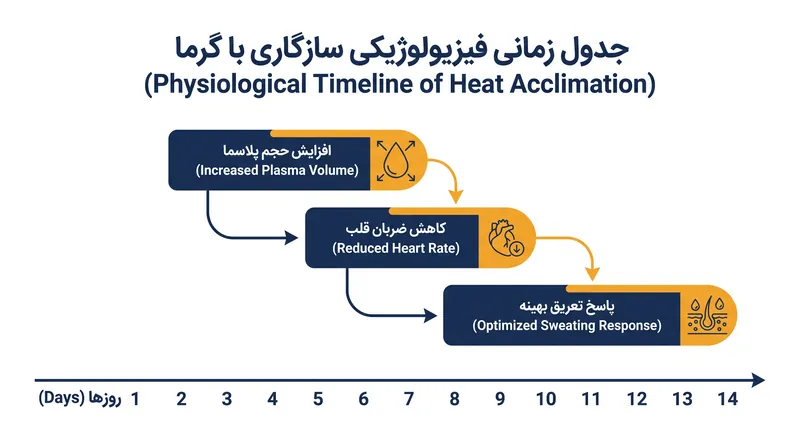 جدول زمانی بیولوژیکی سازگاری با گرما نشان می‌دهد که سازگاری فیزیولوژیکی کامل تا دو هفته قرار گرفتن کنترل‌شده در معرض گرما نیاز دارد.