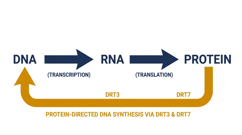 جریان سنتی اطلاعات ژنتیکی، به‌روزرسانی شده برای شامل شدن سنتز DNA با الگوی پروتئینی.