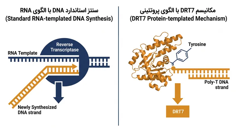 برخلاف پلیمرازهای استاندارد، DRT7 از یک حفره آمینو اسیدی خاص برای محدود کردن هندسی و ساخت یک رشته DNA استفاده می‌کند.