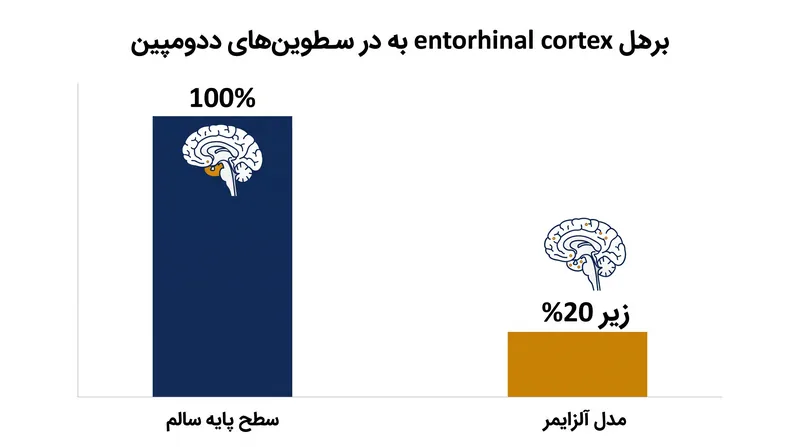 سطح دوپامین در قشر اینتورینال در مدل‌های آلزایمر به شدت کاهش می‌یابد و مدارهای حافظه را گرسنه نگه می‌دارد.