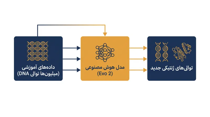 مدل‌های زبان ژنوم قوانین زیست‌شناسی را با مطالعه مجموعه‌داده‌های عظیمی از DNA می‌آموزند، بسیار شبیه به هوش مصنوعی مبتنی بر متن که زبان را مطالعه می‌کند.