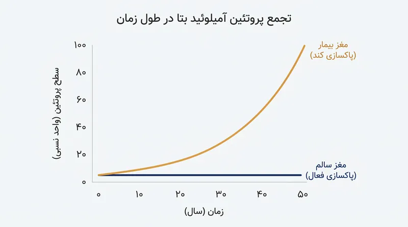 اعتقاد بر این است که گردش کند مایع، عامل اصلی تجمع پروتئین‌های سمی مشاهده شده در بیماری آلزایمر است.