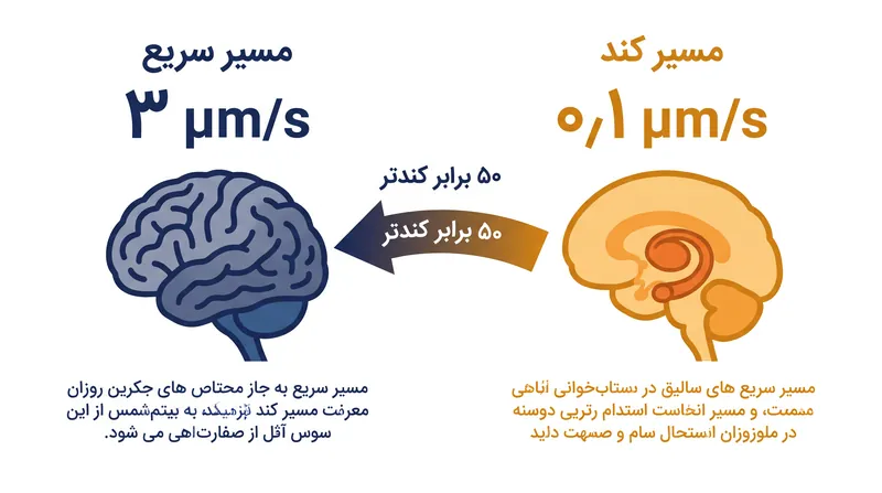 سیستم گلیمفاتیک از دو سرعت متمایز برای پاکسازی ضایعات متابولیک از نواحی مختلف مغز استفاده می‌کند.
