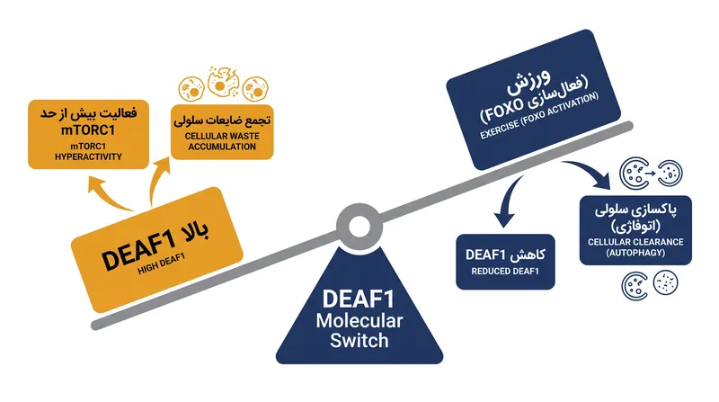 چگونه ورزش ژن DEAF1 را برای بازیابی تعادل سلولی تنظیم می‌کند.