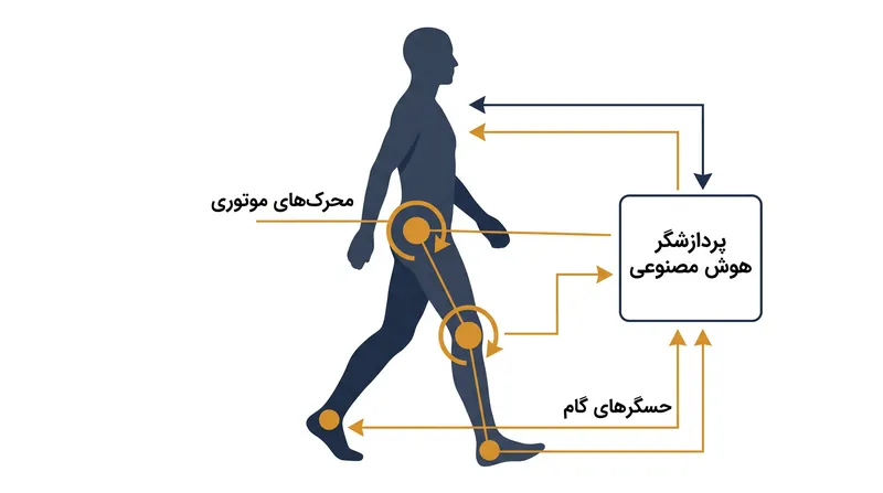 اسکلت‌های بیرونی مدرن از هوش مصنوعی برای تجزیه و تحلیل گام کاربر صدها بار در ثانیه استفاده می‌کنند و گشتاور هدفمندی را برای کمک به حرکت اعمال می‌کنند.
