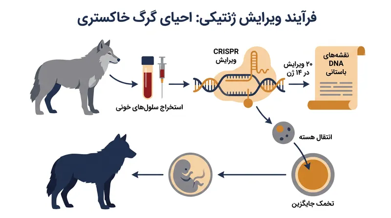فرآیند احیا متکی بر ویرایش ژنوم گرگ خاکستری مدرن است تا شبیه‌سازی DNA باستانی.