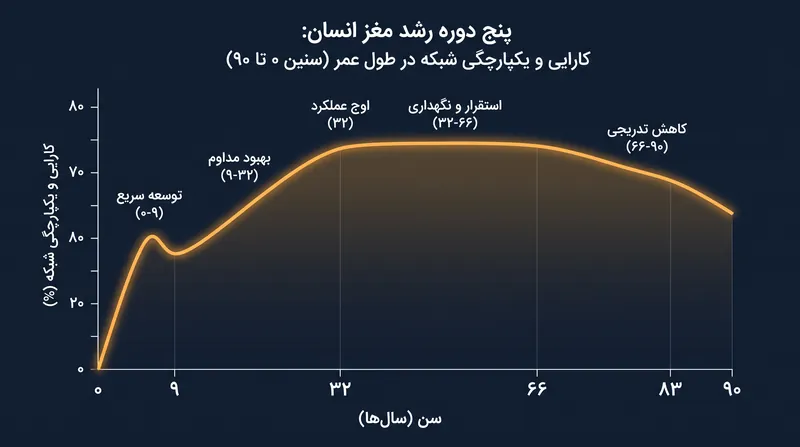 توپولوژی ساختاری مغز به صورت غیرخطی تغییر می‌کند و کارایی آن در اوایل دهه سی به اوج می‌رسد.