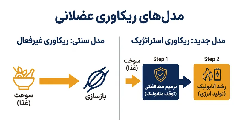 مدل سنتی سوزاندن سوخت برای ریکاوری عضلانی در حال جایگزینی با یک مدل ریکاوری مرحله‌ای و استراتژیک است.